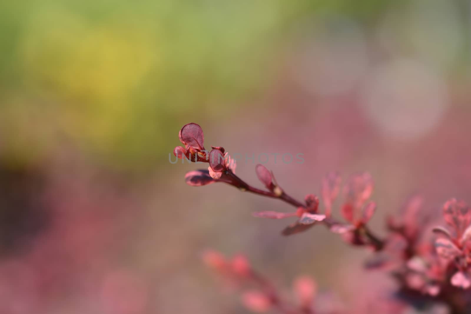 Japanese barberry Harlequin by nahhan