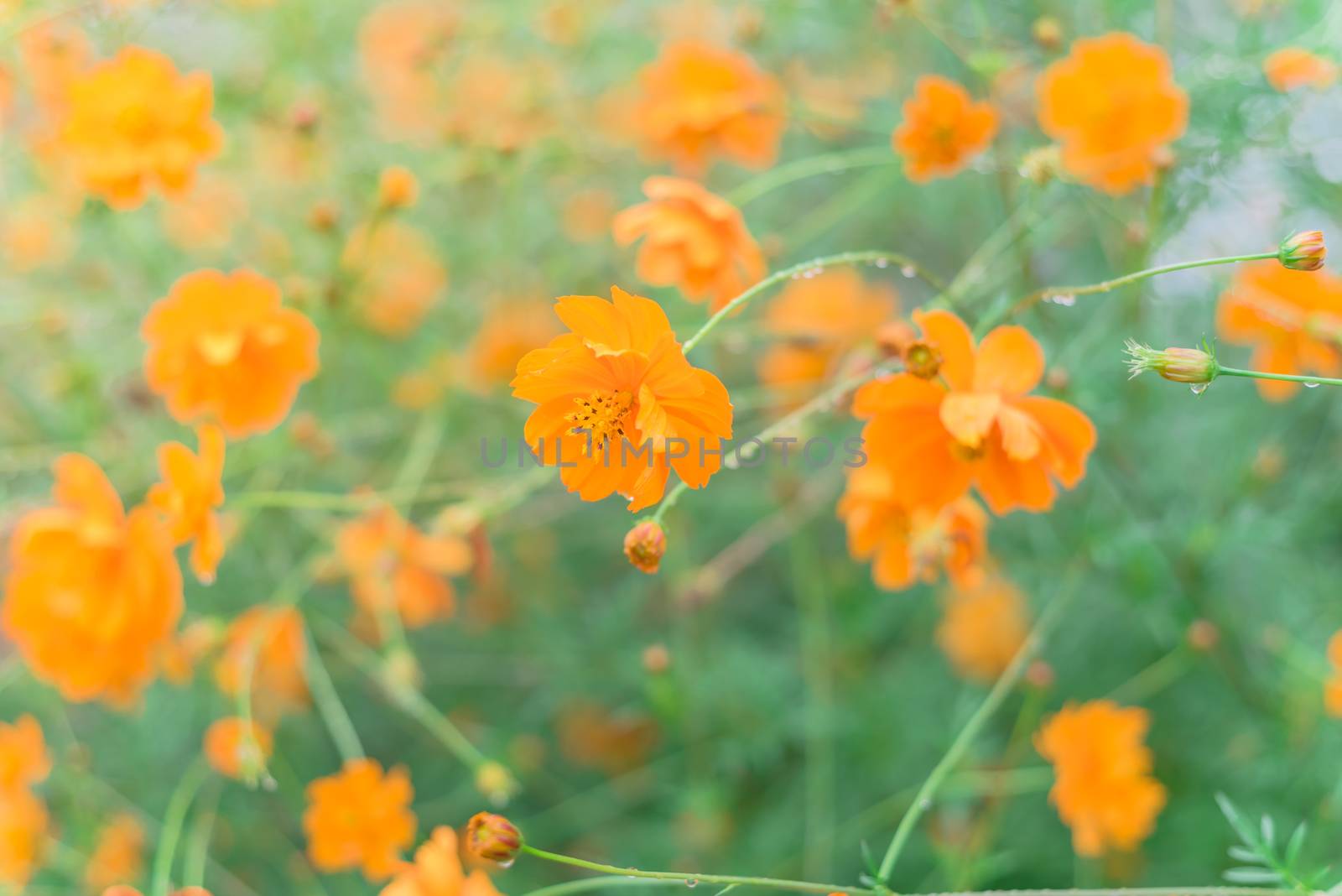 Blooming yellow sulfur cosmos bush with rain drops at organic garden near Dallas, Texas, USA by trongnguyen