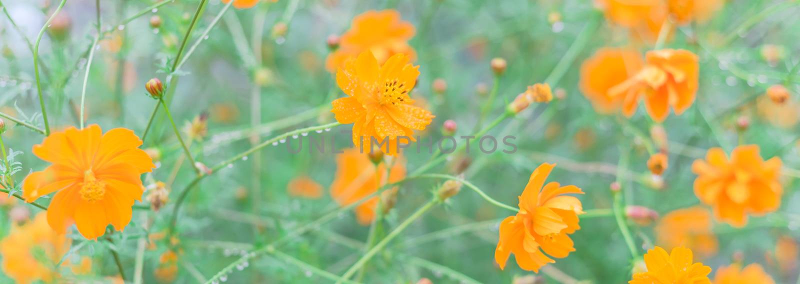 Panoramic blooming yellow sulfur cosmos bush with rain drops at organic garden near Dallas, Texas, USA by trongnguyen