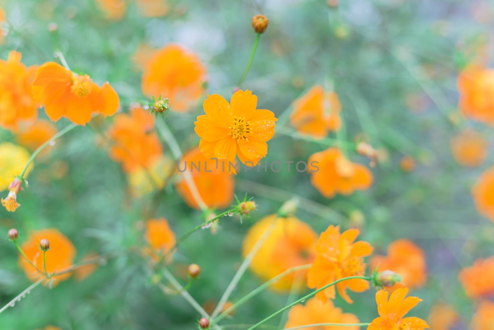 Blossom Cosmos sulphureus or yellow sulfur cosmos with water drops at community garden near Dallas, Texas, America. Blooming flowers with buds and rain drops on long stem