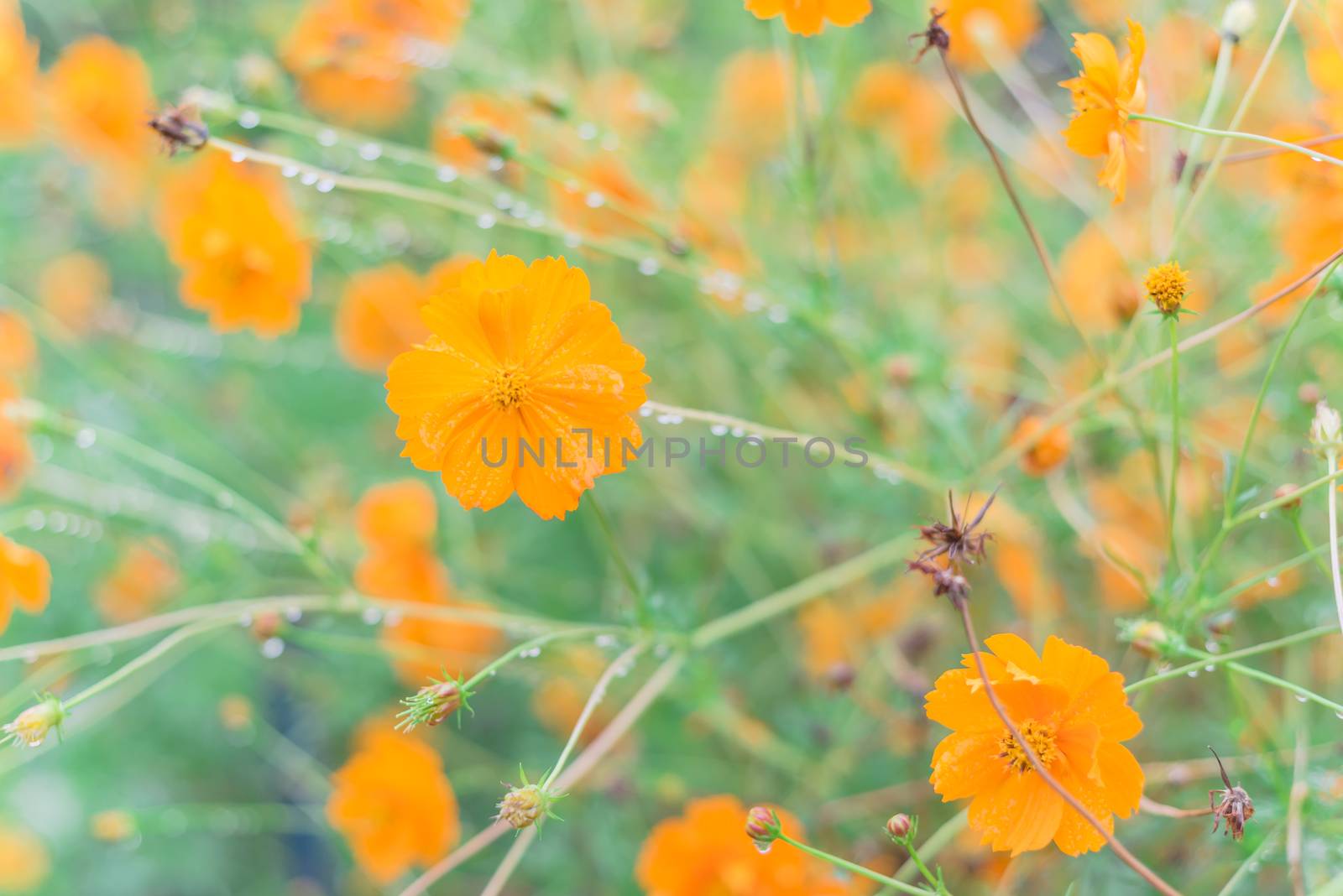 Blooming yellow sulfur cosmos bush with rain drops at organic garden near Dallas, Texas, USA by trongnguyen