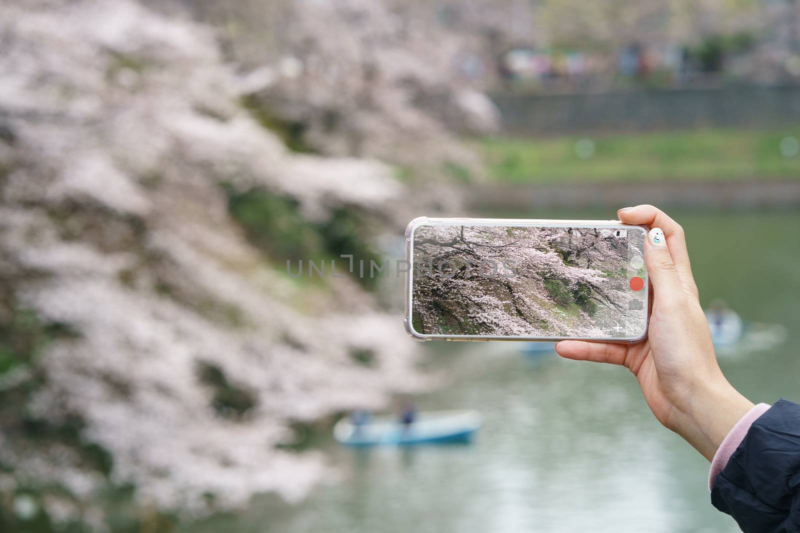 Woman hand holding mobile phone taking a photo with Japanese cherry blossoms or sakura view .