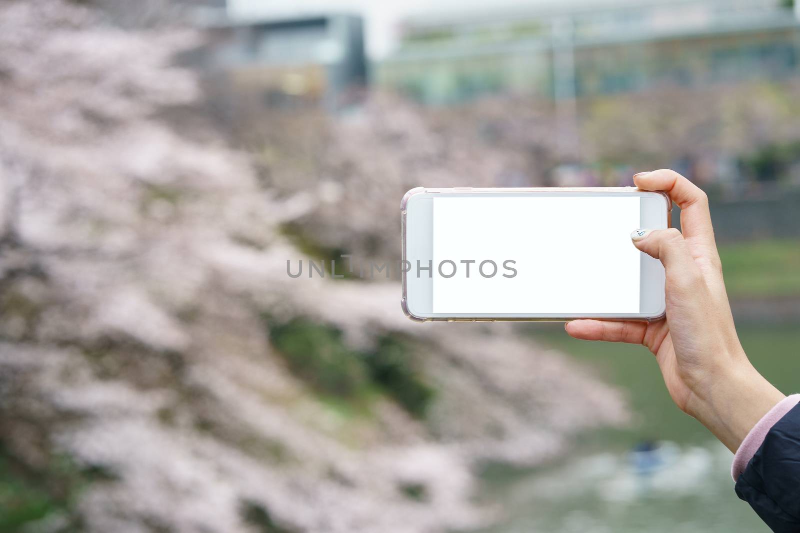 Woman hand holding mobile phone with blank white screen mockup on Japanese cherry blossoms or sakura view .