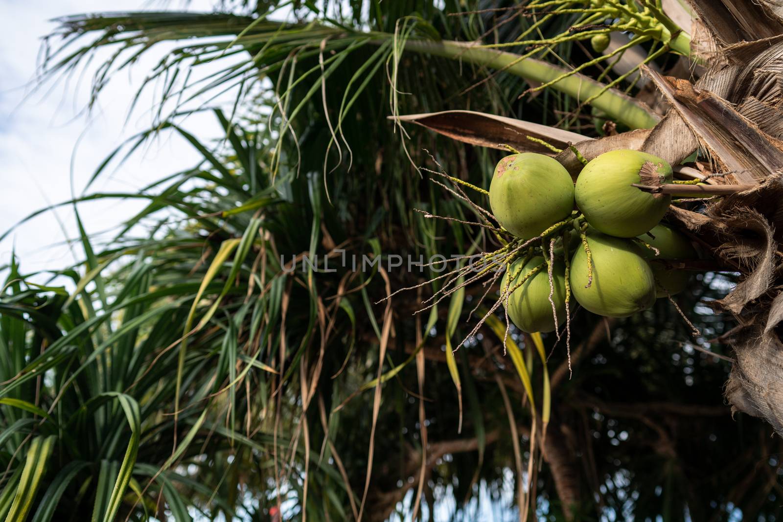 Detail of ripe coconuts on Coconut palm tree with cloud and sky.