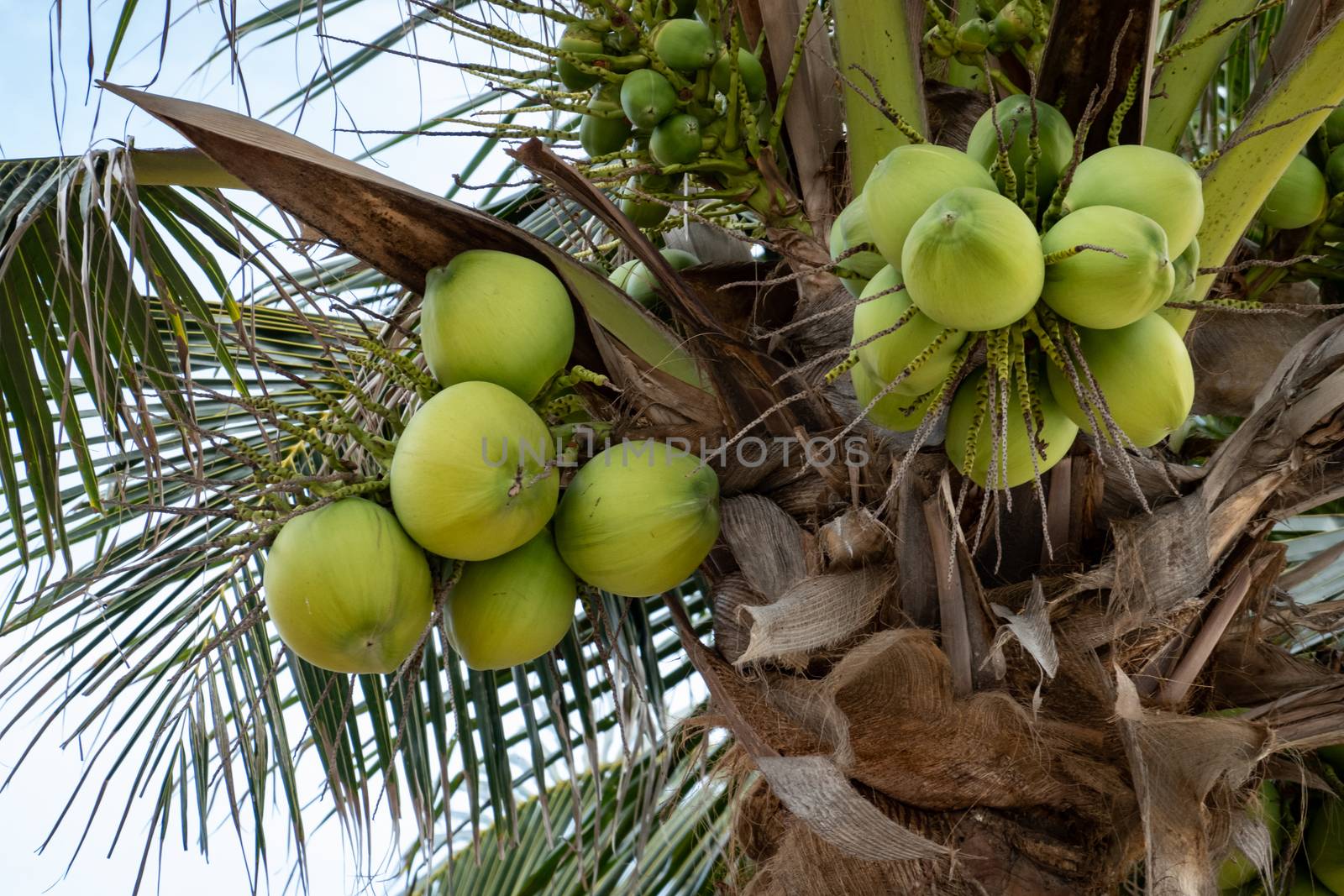 Palm tree with ripe coconuts, coconut bunch on a palm tree.