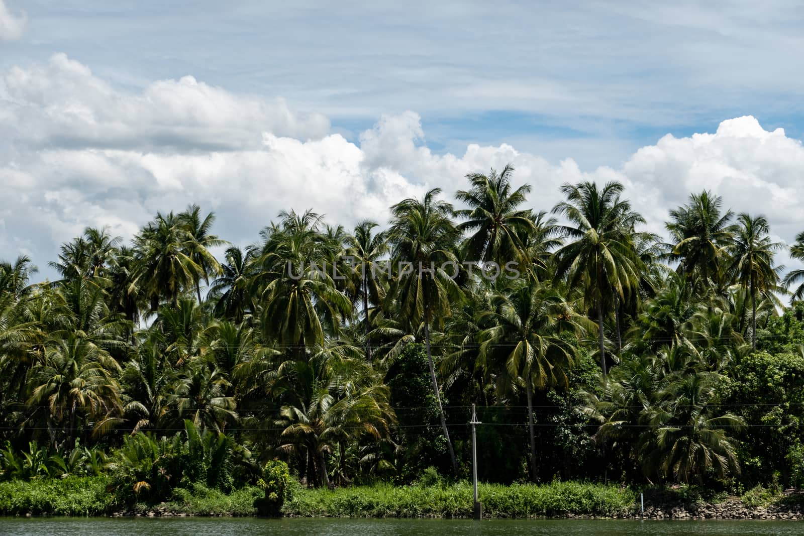Tropical summer, Coconut palm trees garden with cloud and blue sky.