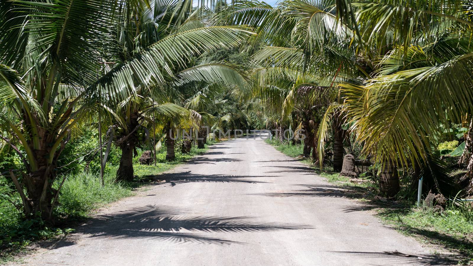 Tropical summer, Coconut palm trees garden with Dirt road.