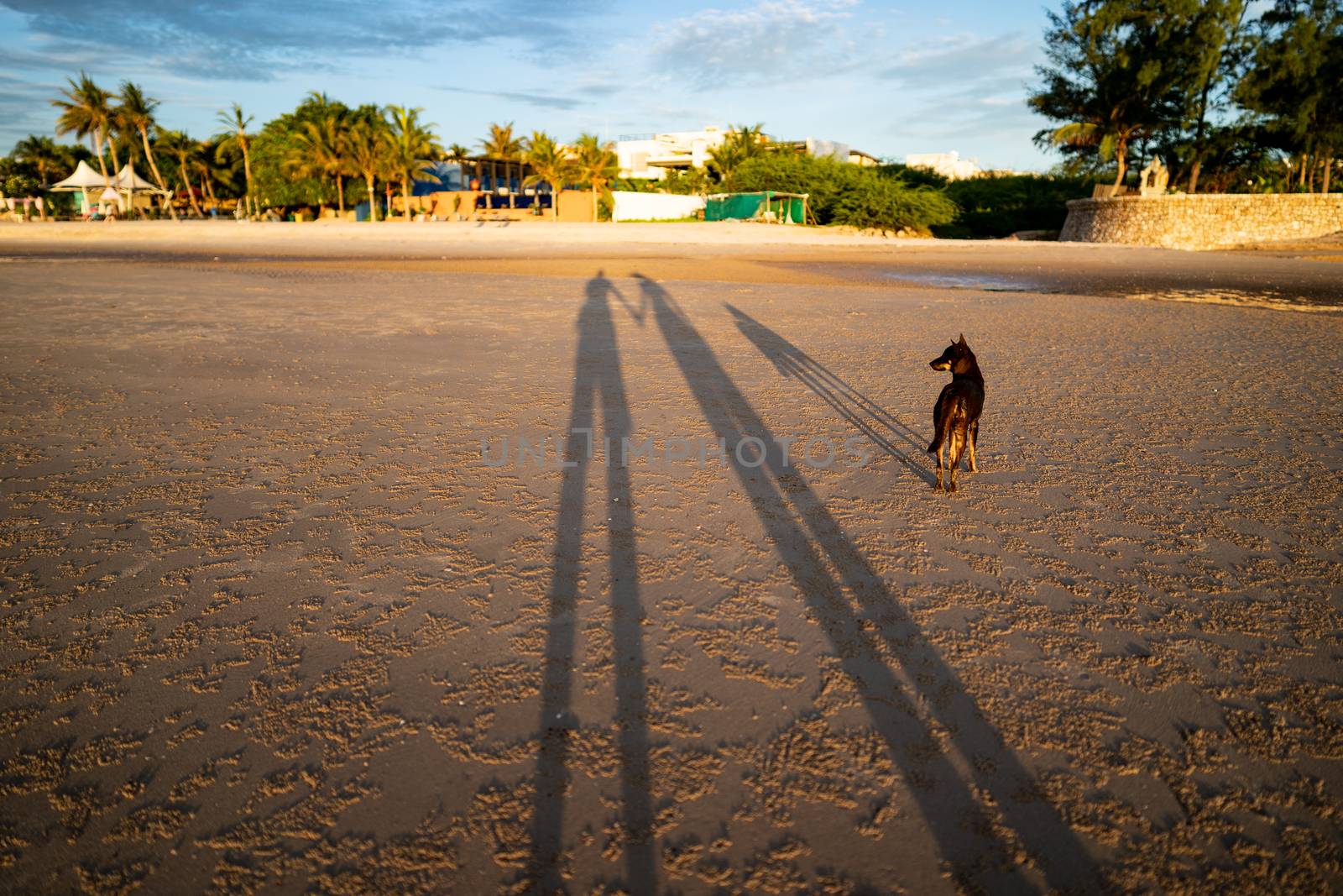 The shadow of a very long couple holding hand on a sand beach surface with black dog.