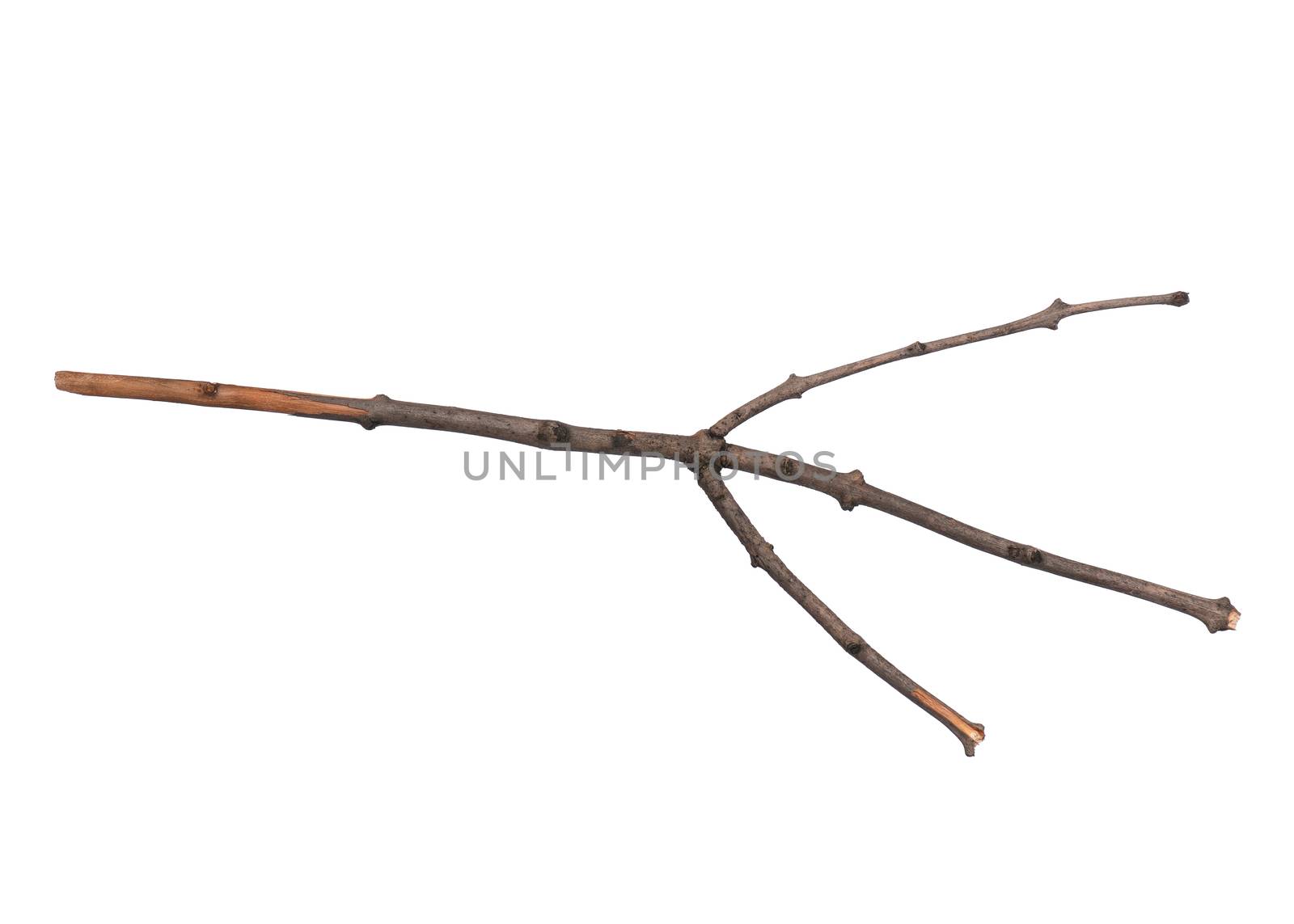 Single dry tree branch, isolated on white background. Stick tree branch from nature for design.