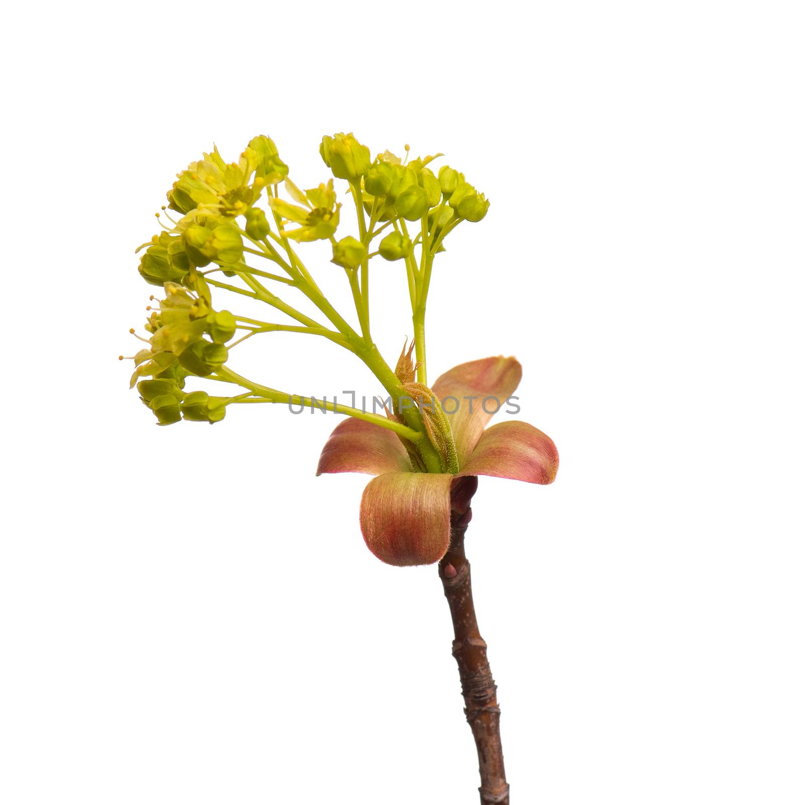 Blossoming branch with flowers. Single spring tree branch with flowers and buds, isolated on white background. Stick tree branch from nature for design.