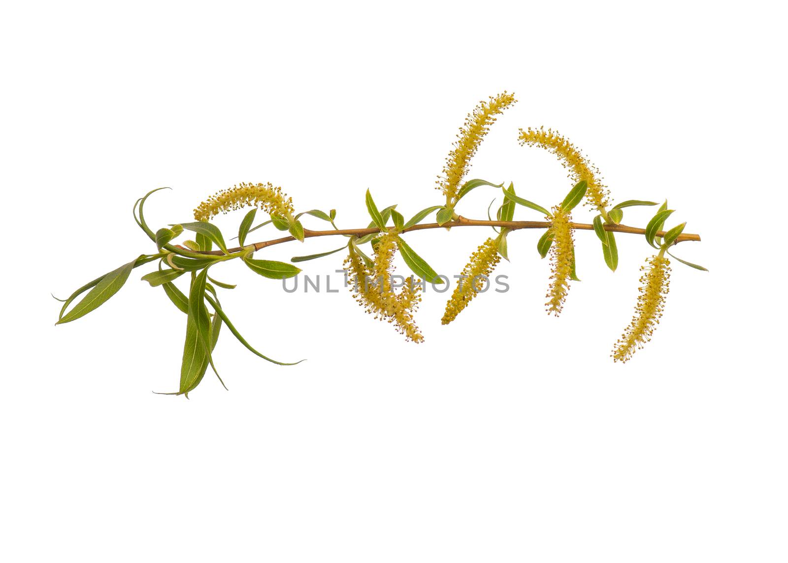 Blossoming branch with flowers. Single spring tree branch with flowers and buds, isolated on white background. Stick tree branch from nature for design.