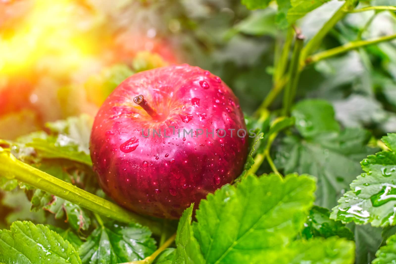 A red apple, falling from a tree, lies on the bushes wet after the rain