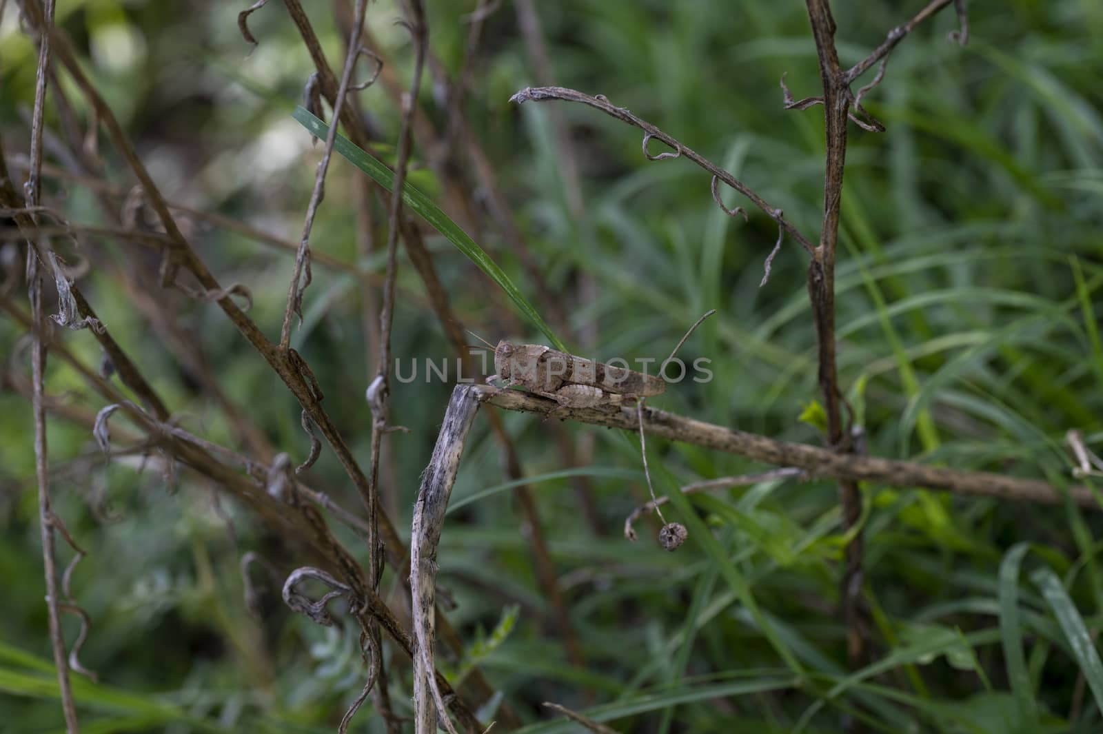 an oedipoda caerulescens on vegetation in the summer period