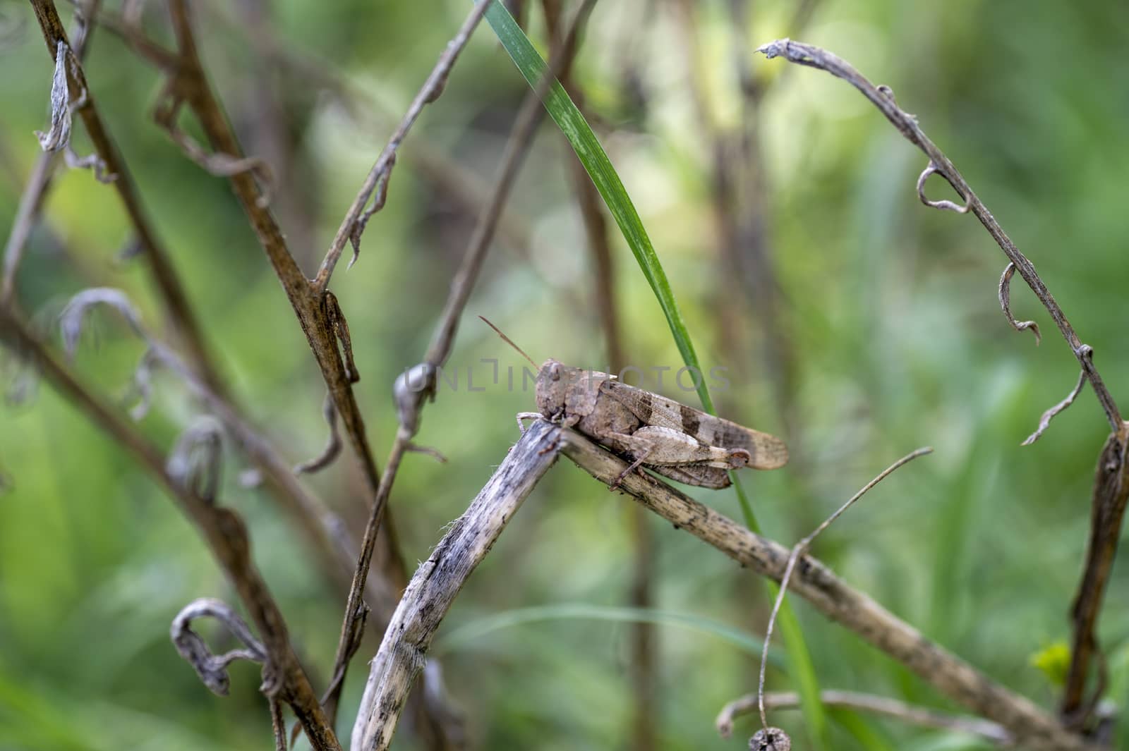 an oedipoda caerulescens on vegetation in the summer period