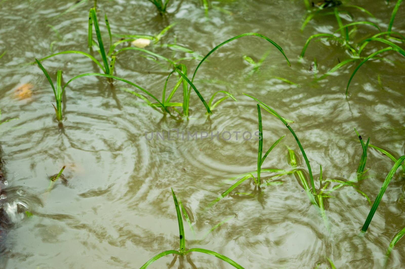 Monsoon Rain falling on the sprouting green grass leaves on a Water logging agriculture area. Close up. Heavy Rain falling on ground photographs. Rain fall sound effect. Beautiful rainy season, nature background. Close up. by sudiptabhowmick