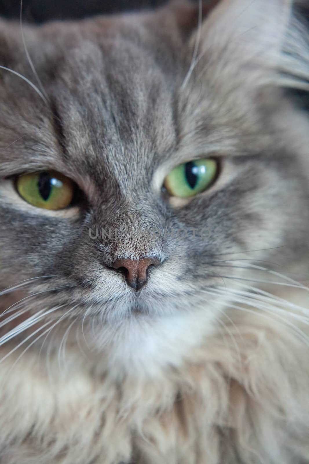 muzzle of gray striped fluffy cat. Siberian kitten with green eyes. Cute picture of animal.