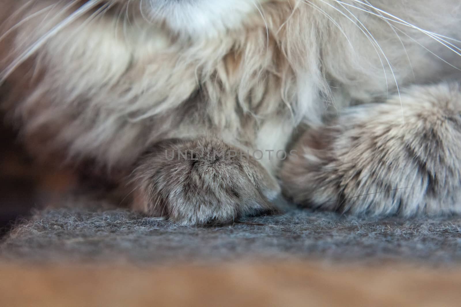 muzzle of gray striped fluffy cat. Siberian kitten with green eyes. Cute picture of animal.