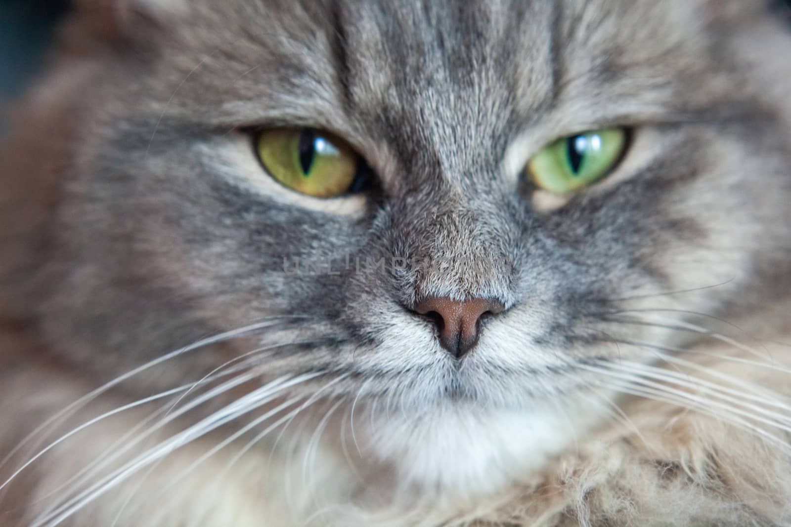 muzzle of gray striped fluffy cat. Siberian kitten with green eyes. Cute picture of animal.