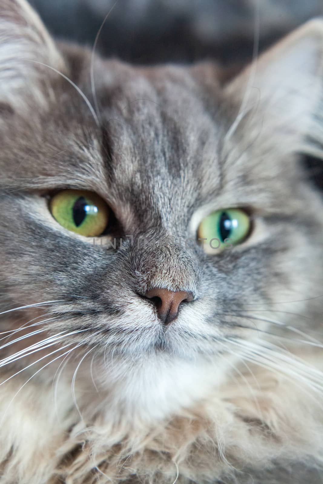 muzzle of gray striped fluffy cat. Siberian kitten with green eyes. Cute picture of animal.