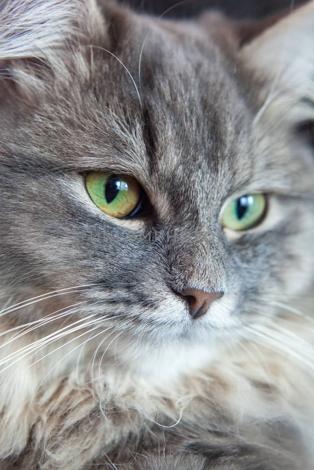 muzzle of gray striped fluffy cat. Siberian kitten with green eyes. Cute picture of animal.
