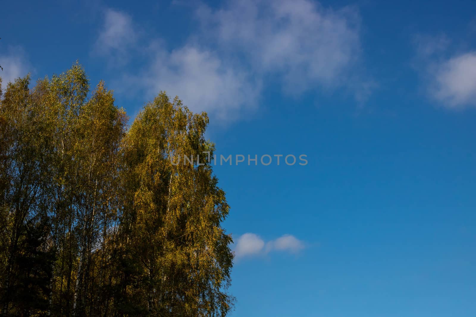 Yellow-green trees against a blue sky. Autumn concept. Autumn foliage. Golden birches in an autumn dress.