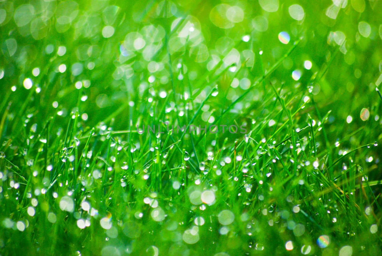 Grass in a meadow with dew drops early in the morning at sunrise.Texture or background