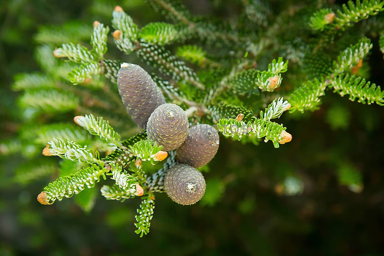 Korean fir with green cones on a branch in the garden.Texture or background
