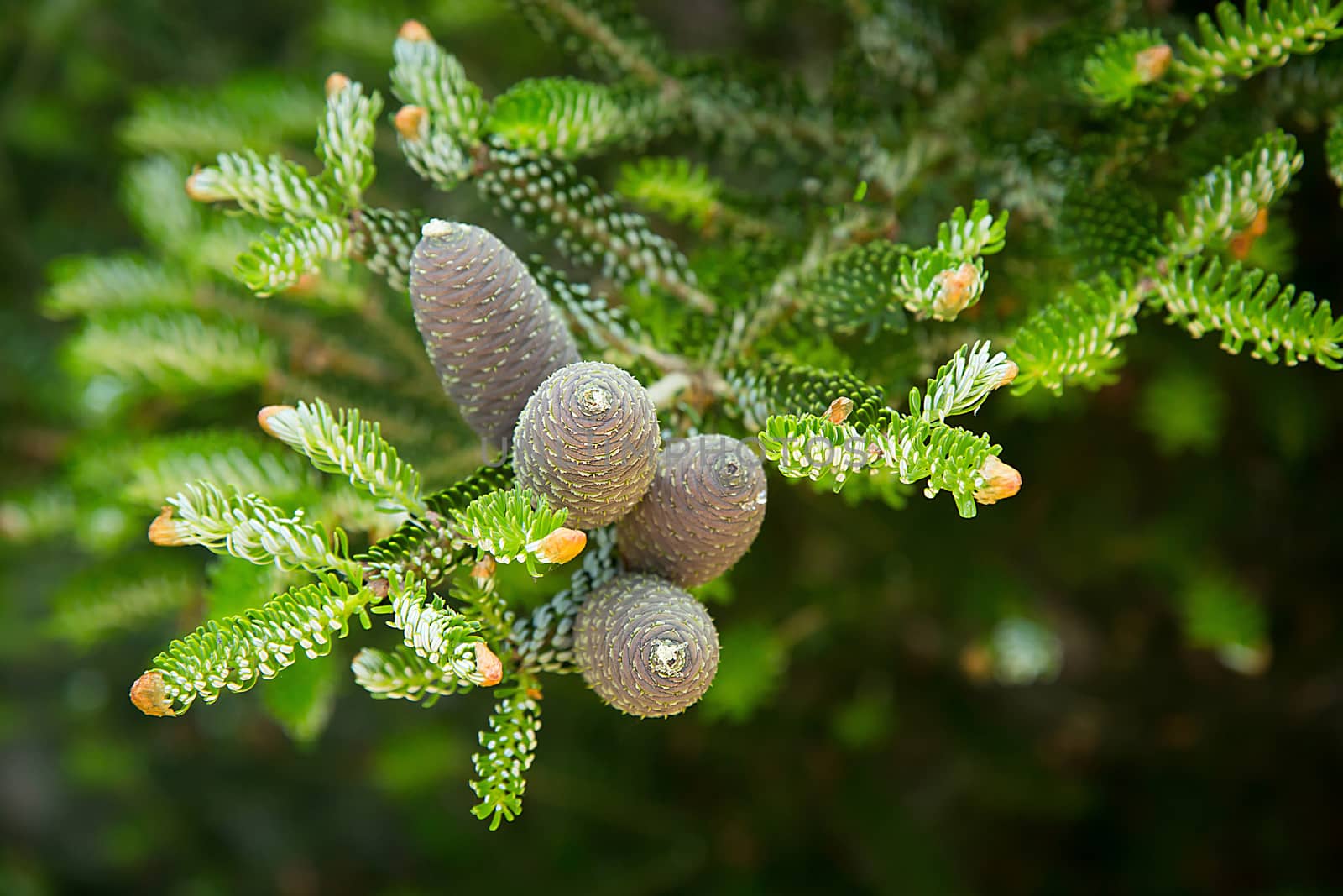 Korean fir with four cones on a branch in the Park.Texture or background by Mastak80