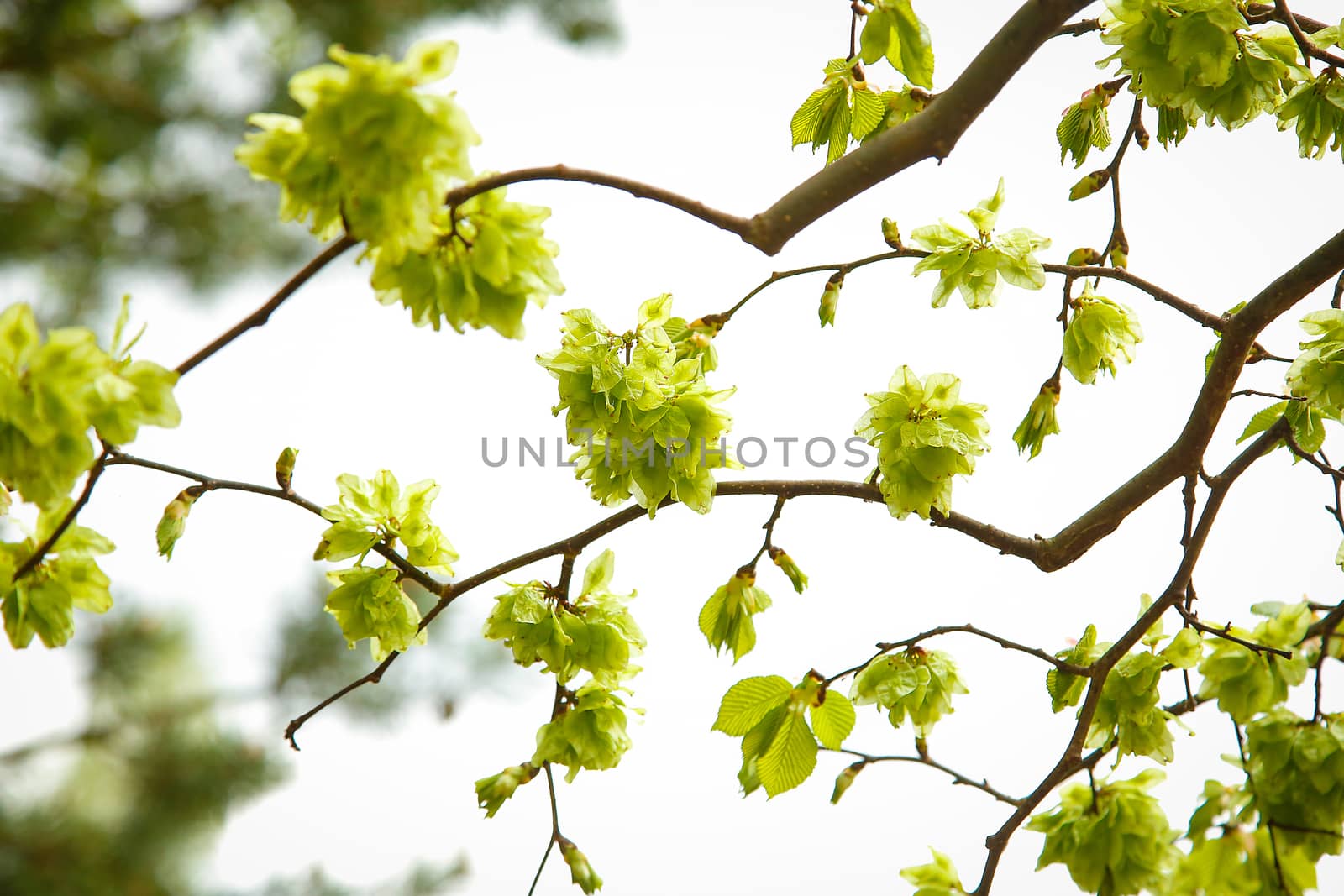 The elm tree of Camperdown with small bright green leaves bloomed in the month of may by Mastak80