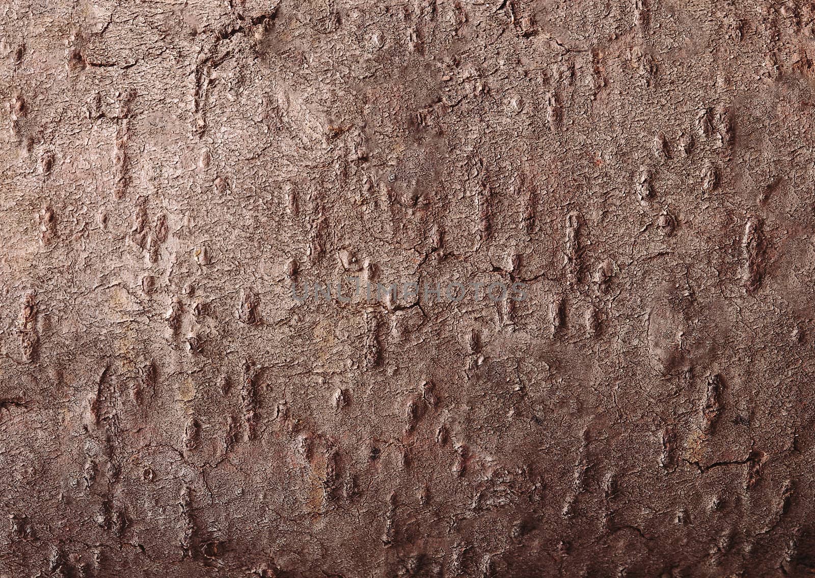 Brown wood bark with natural textured pattern