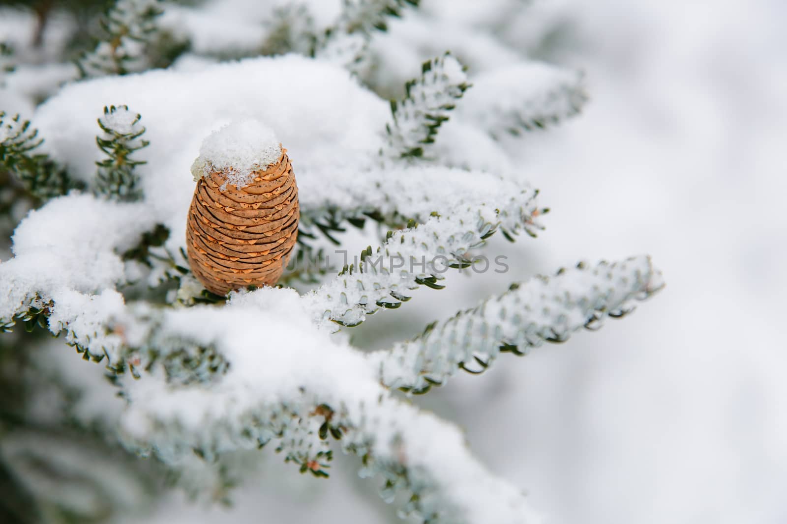 Siberian fir in winter with a beautiful cone