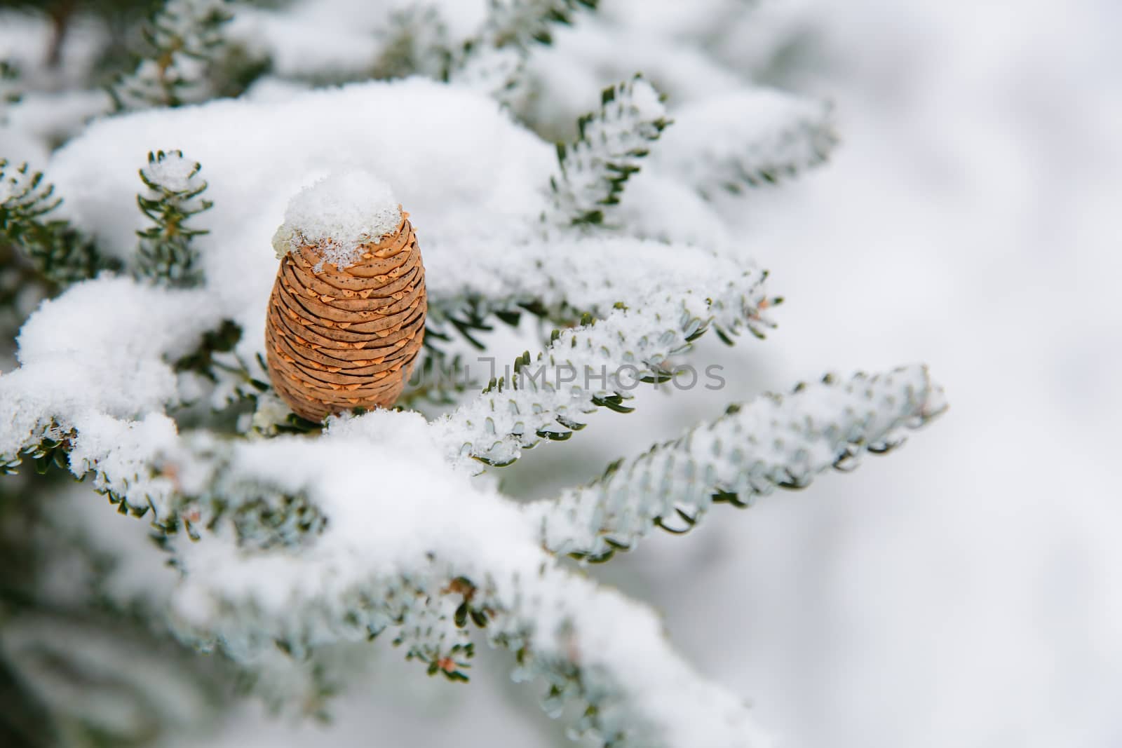 Branch of Korean fir with a beautiful cone in the open air by Mastak80