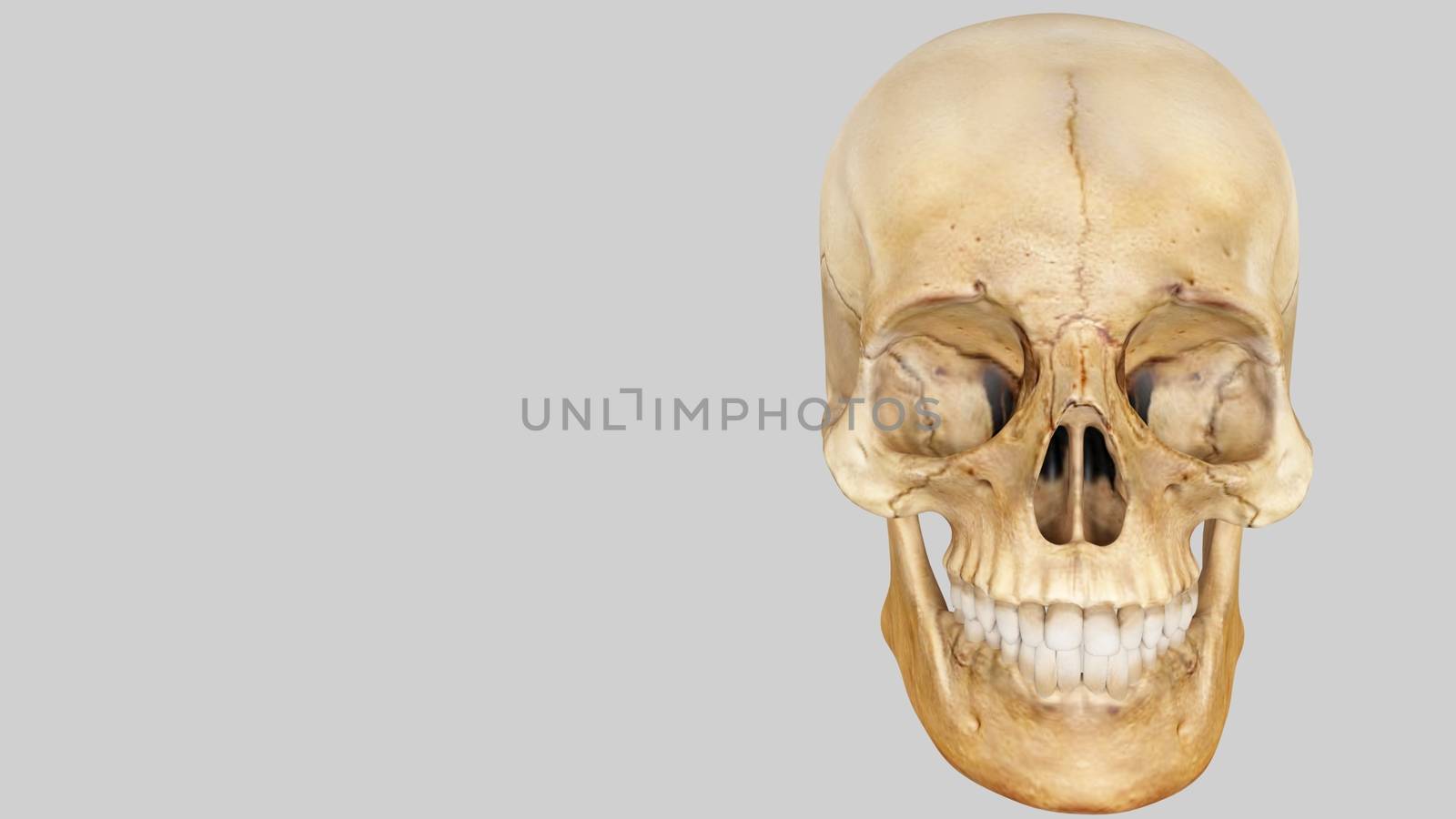 artifical human skull on white background, skull by Maharana777