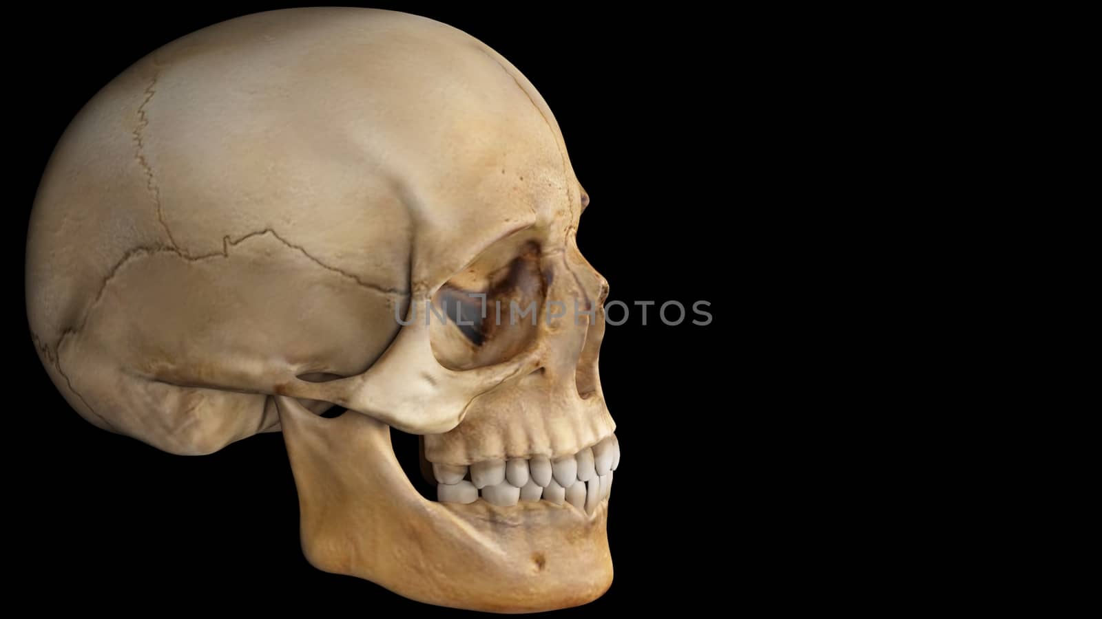 artifical human skull on black background, skull by Maharana777