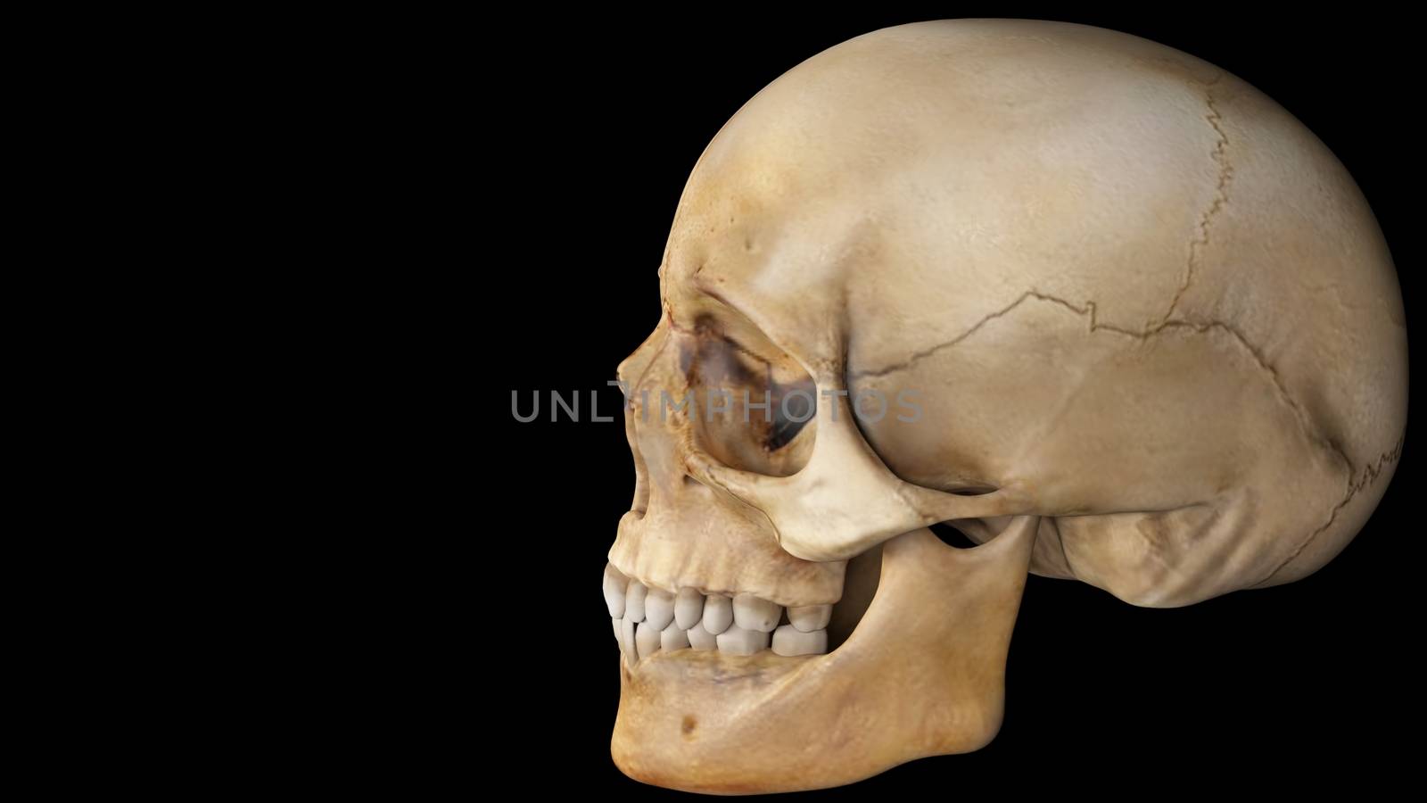 artifical human skull on black background, skull