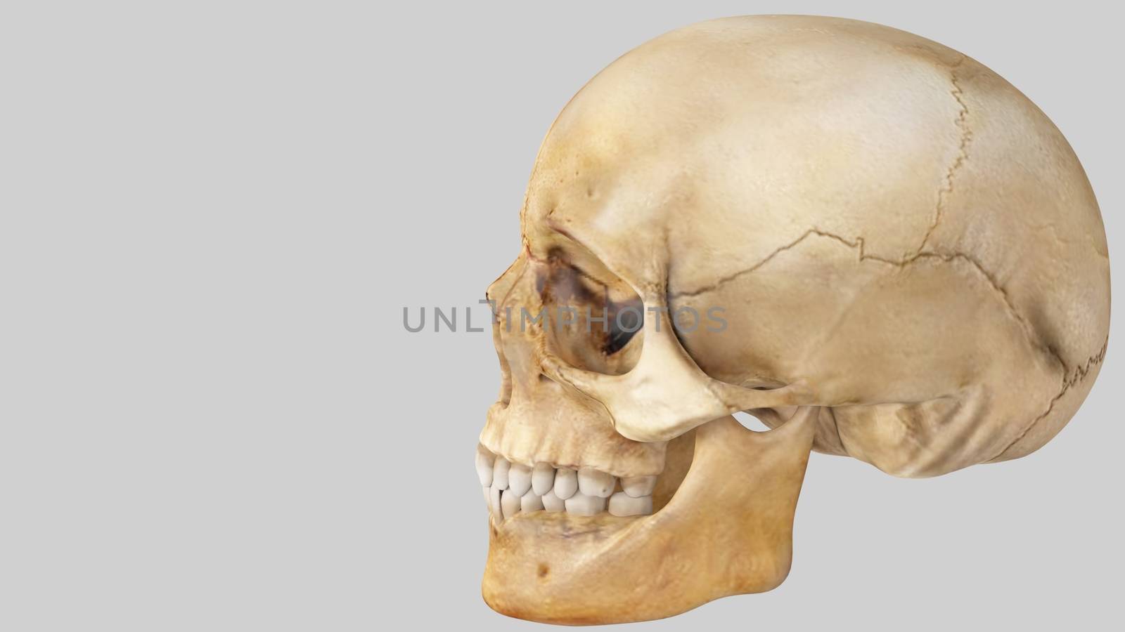 artifical human skull on white background, skull by Maharana777