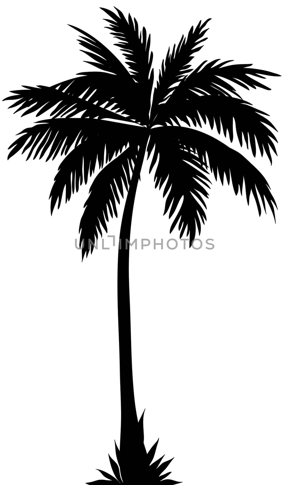 Black silhouette of a tropical palm tree on a white background.Texture or background