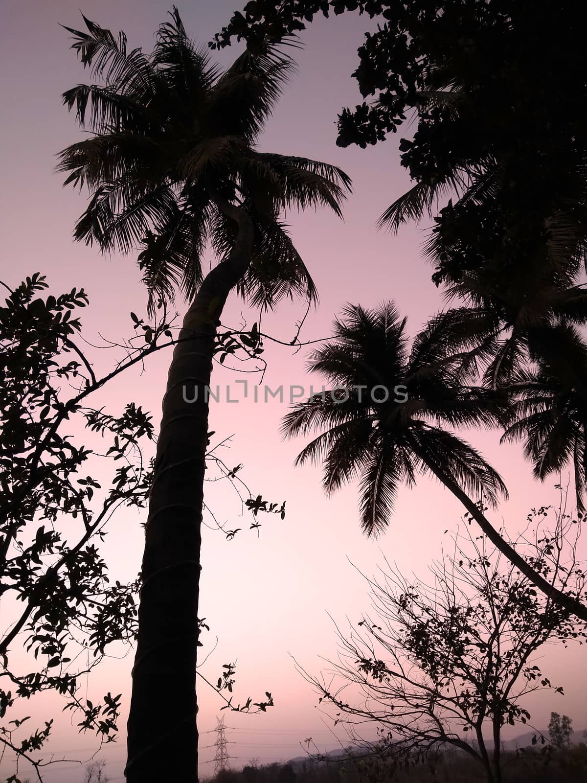 palm tree silhouette in evening time.