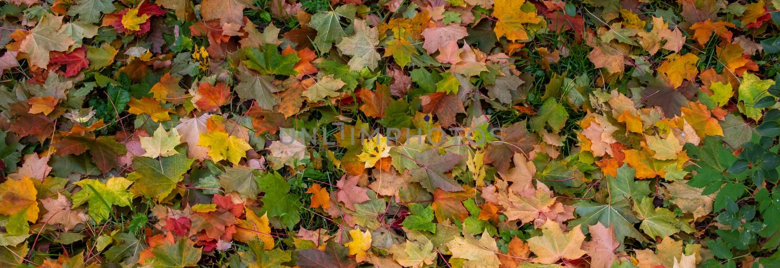 Panorama of autumn leaves. Yellow, orange and red September autumn maple leaves on the ground in a beautiful autumn Park by lapushka62