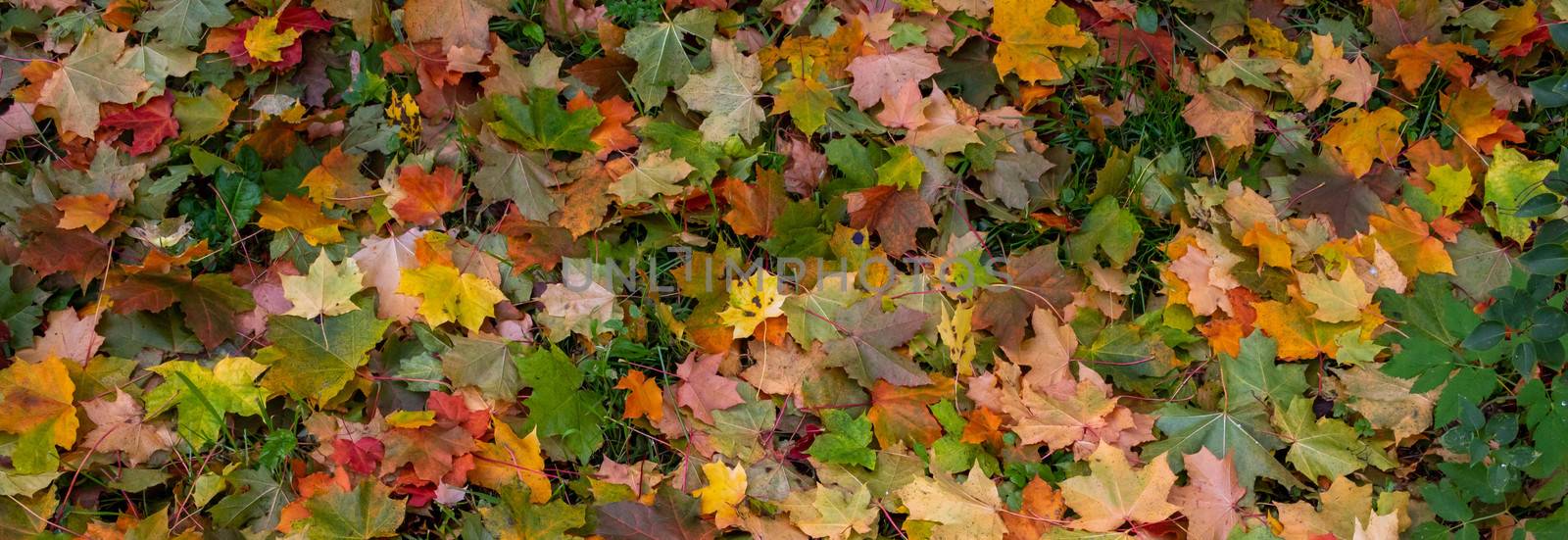 Panorama of autumn leaves. Yellow, orange and red September autumn maple leaves on the ground in a beautiful autumn Park.