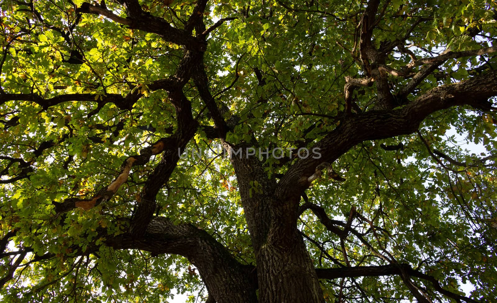 Sprawling branches of an ancient huge oak against the sky.