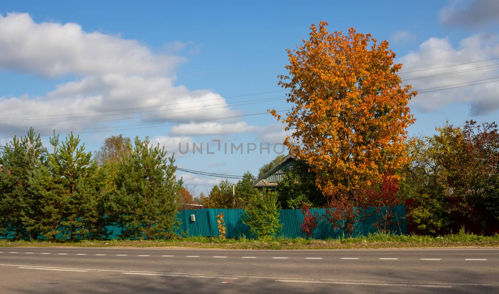 Autumn day in the village, a large bright tree stands on the edge of a rural road near an old wooden house by lapushka62