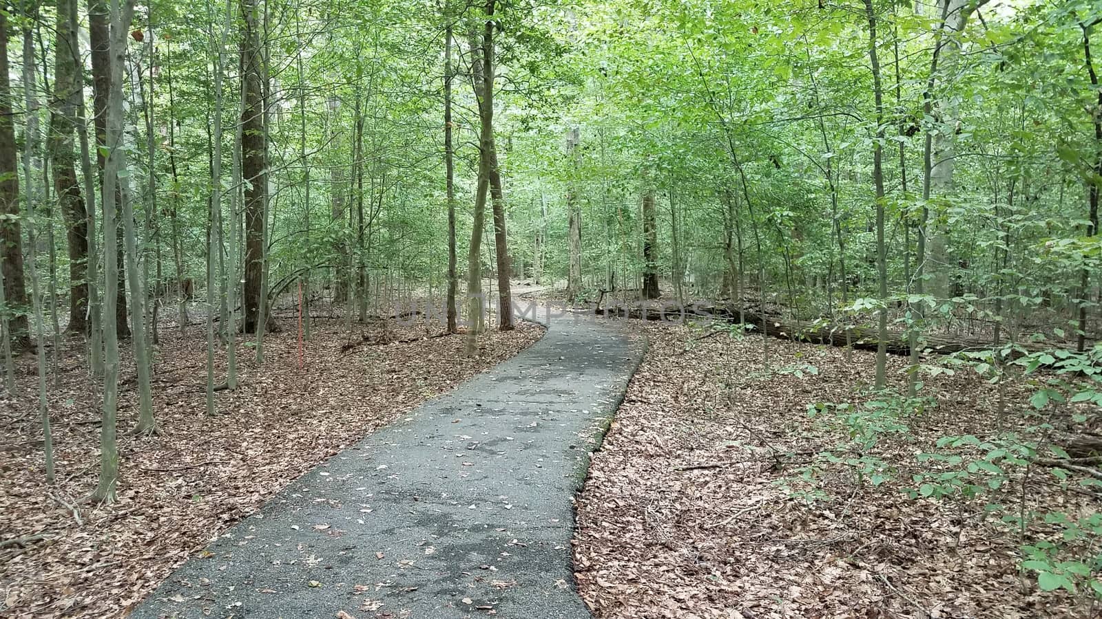 asphalt path or trail in woods or forest with trees