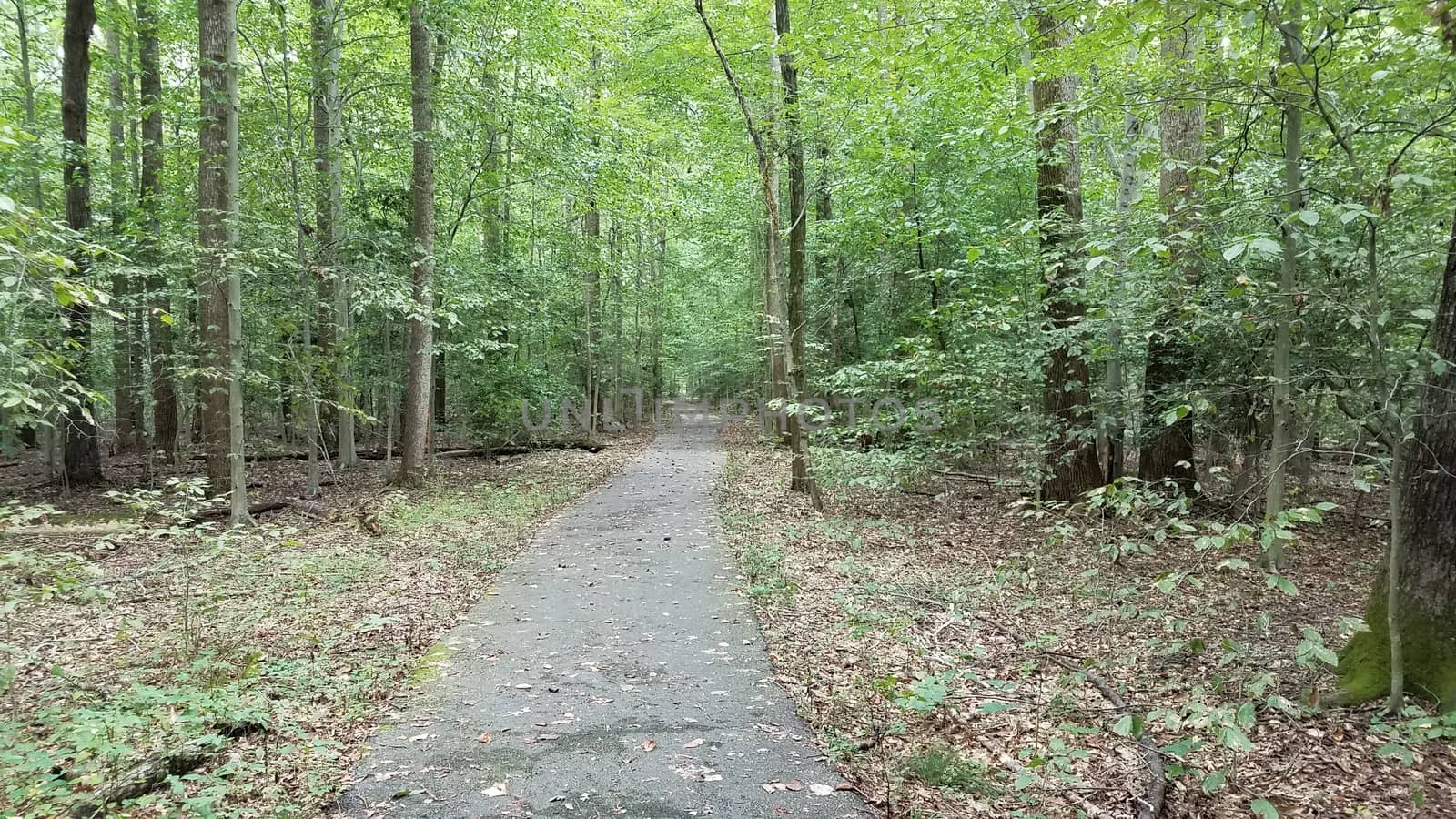 asphalt path or trail in woods or forest with trees