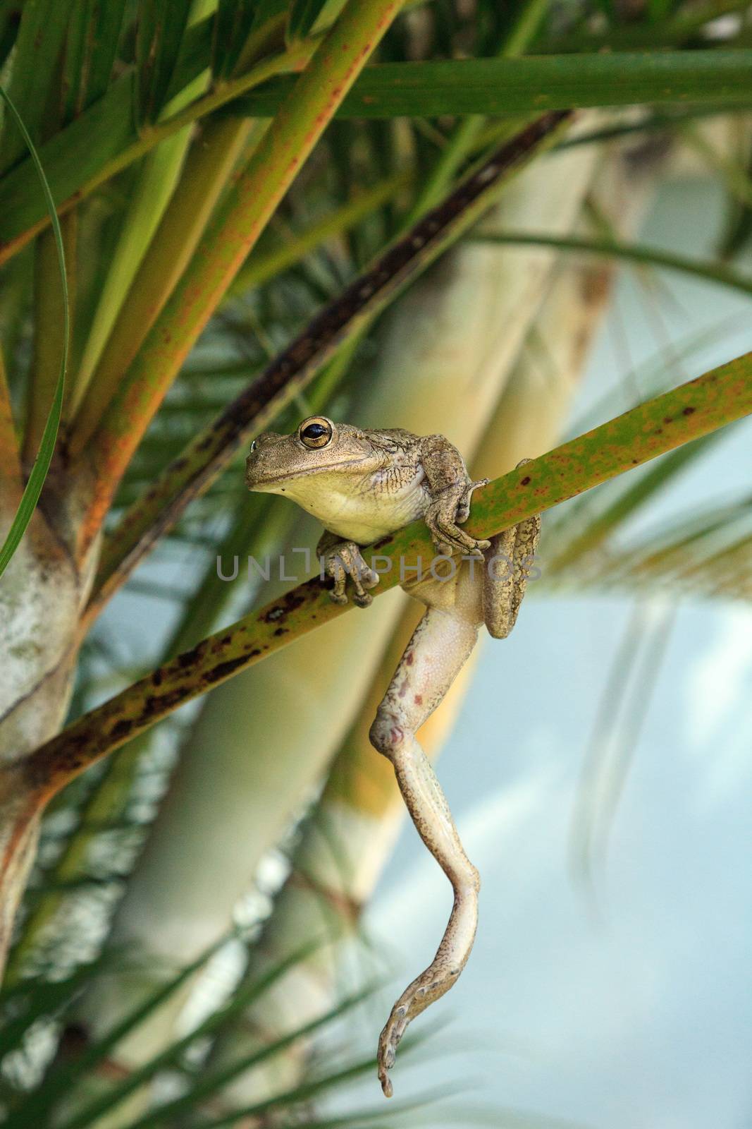 Cuban Tree Frog Osteopilus septentrionalis hangs on an areca pal by steffstarr