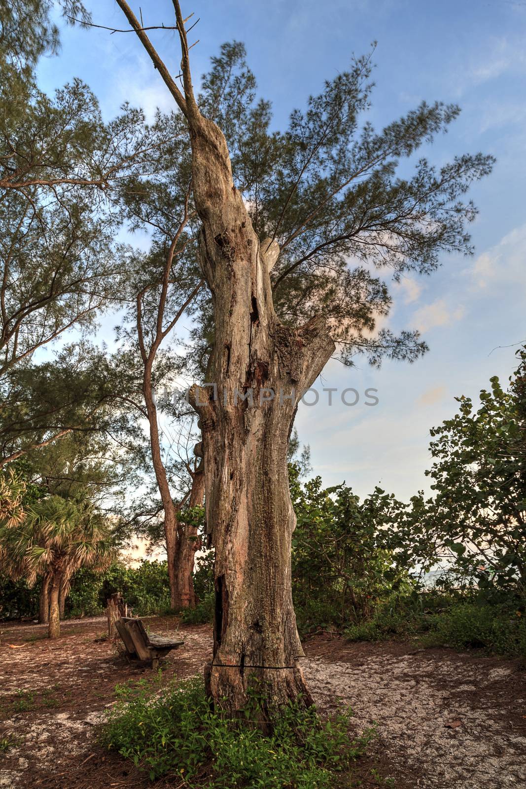 Dead tree in front of a Wood bench overlooks White sand path leading toward Delnor Wiggins State Park at sunset in Naples, Florida.