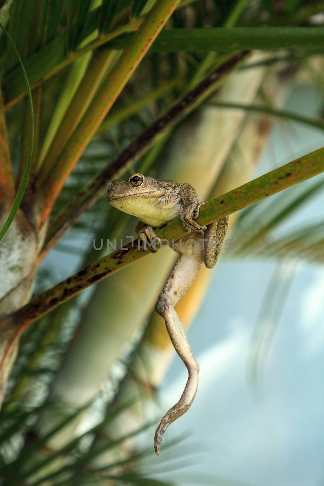 Cuban Tree Frog Osteopilus septentrionalis hangs on an areca palm in tropical Florida.