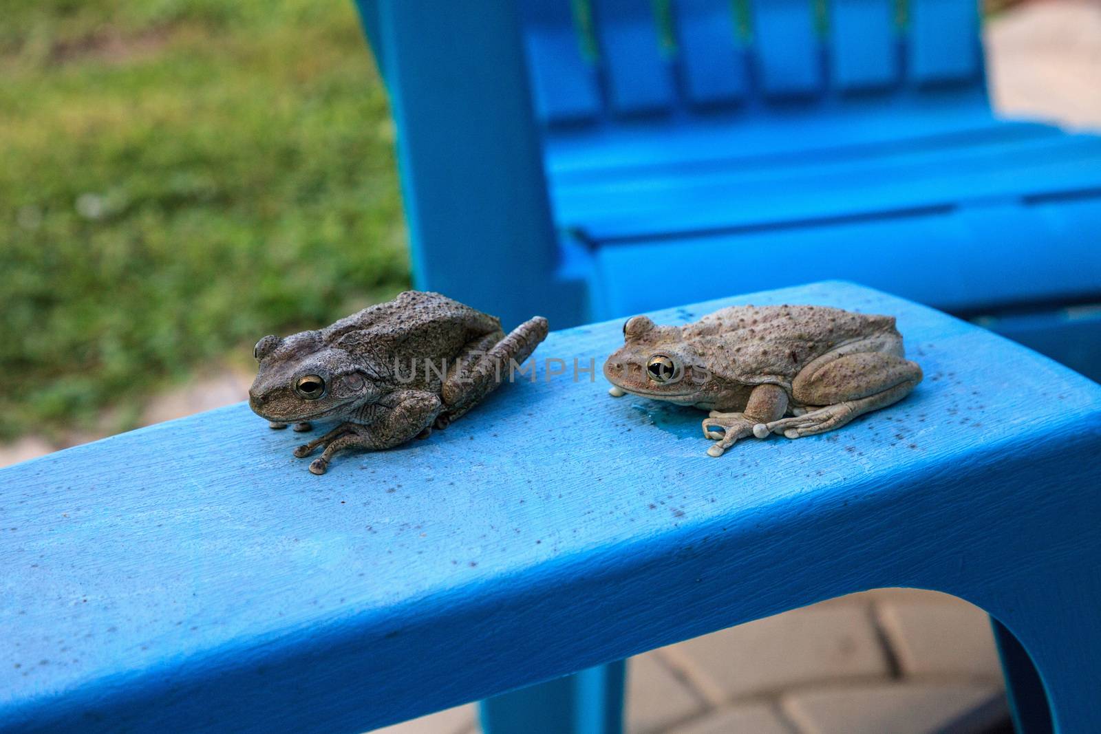 Two Cuban Tree Frogs Osteopilus septentrionalis on a blue chair in tropical Florida.