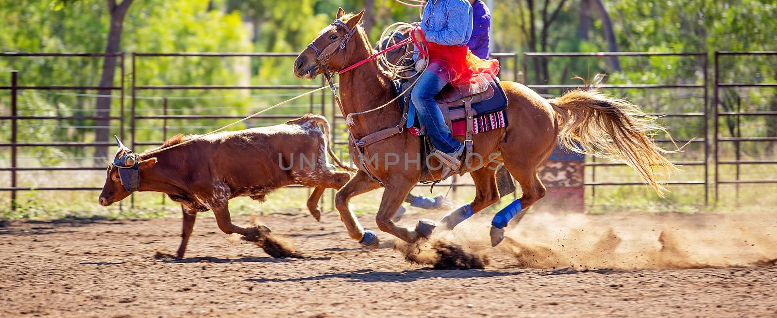 Calf being lassoed by cowboys on horseback in a dusty country paddock