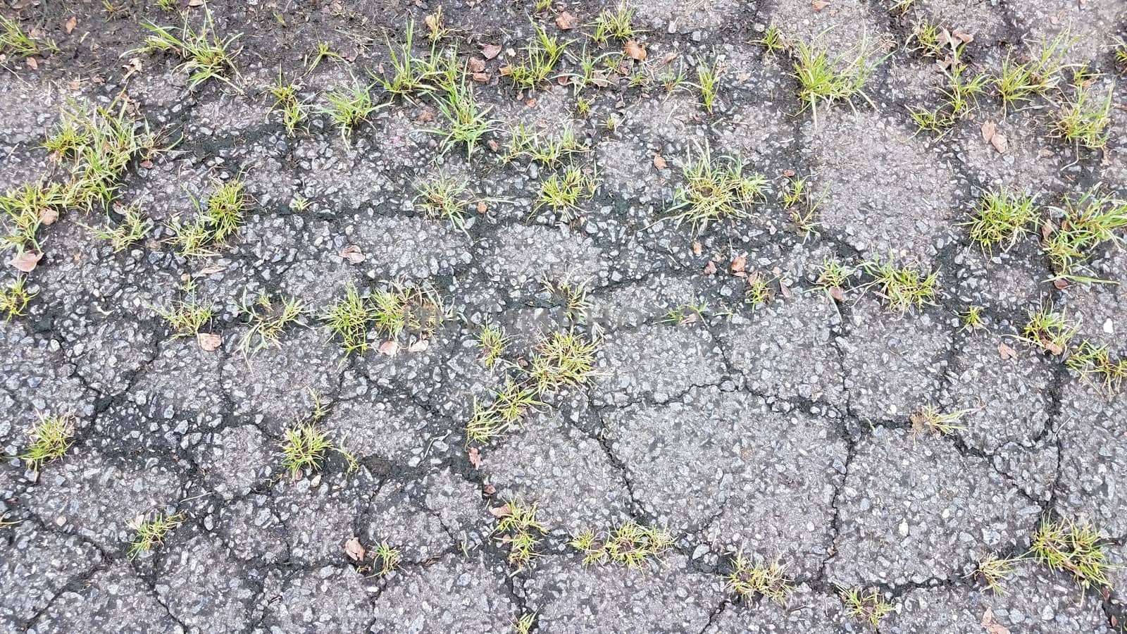 weeds growing in cracks in asphalt on ground by stockphotofan1